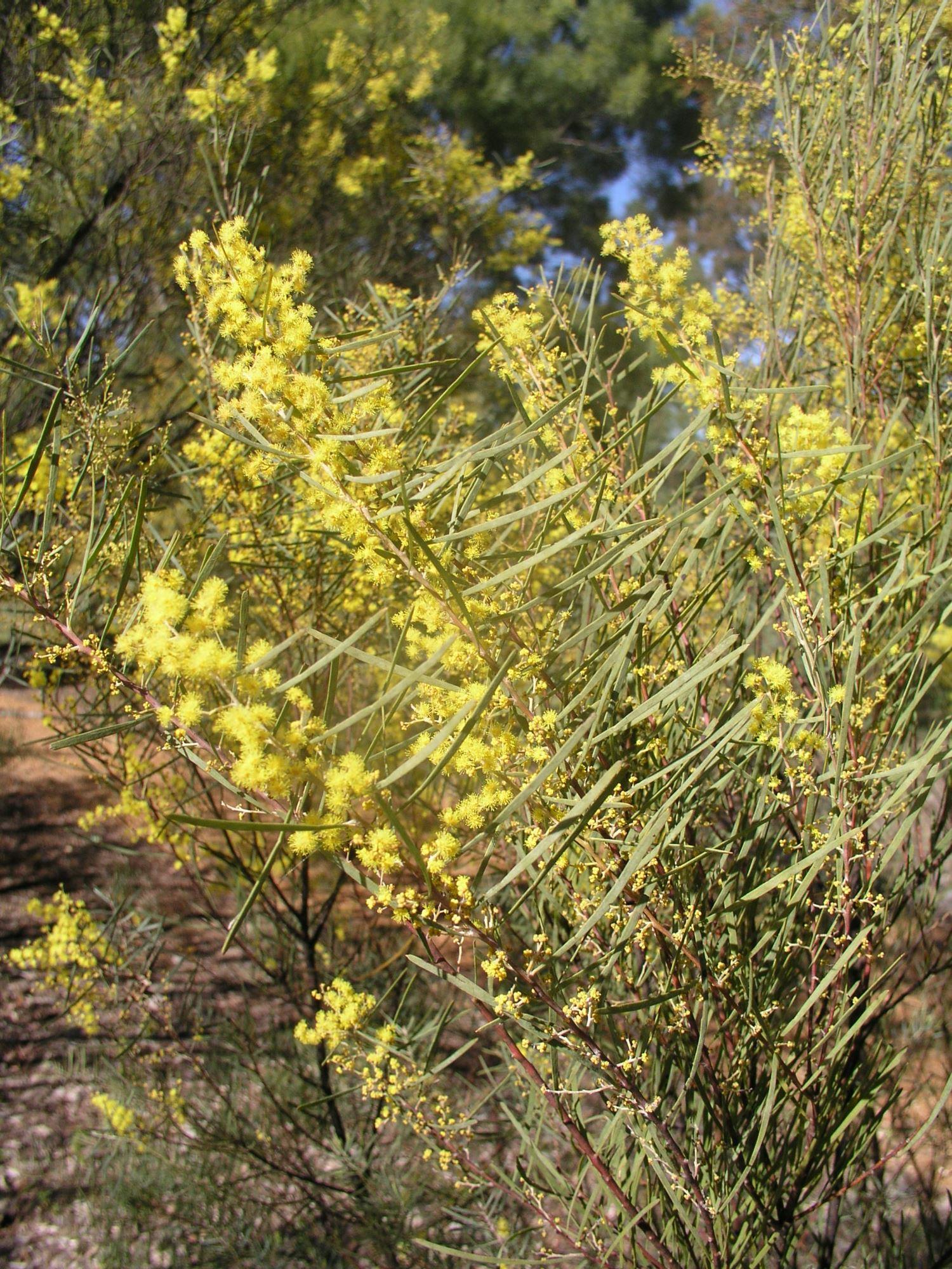 Acacia boormanii: stem