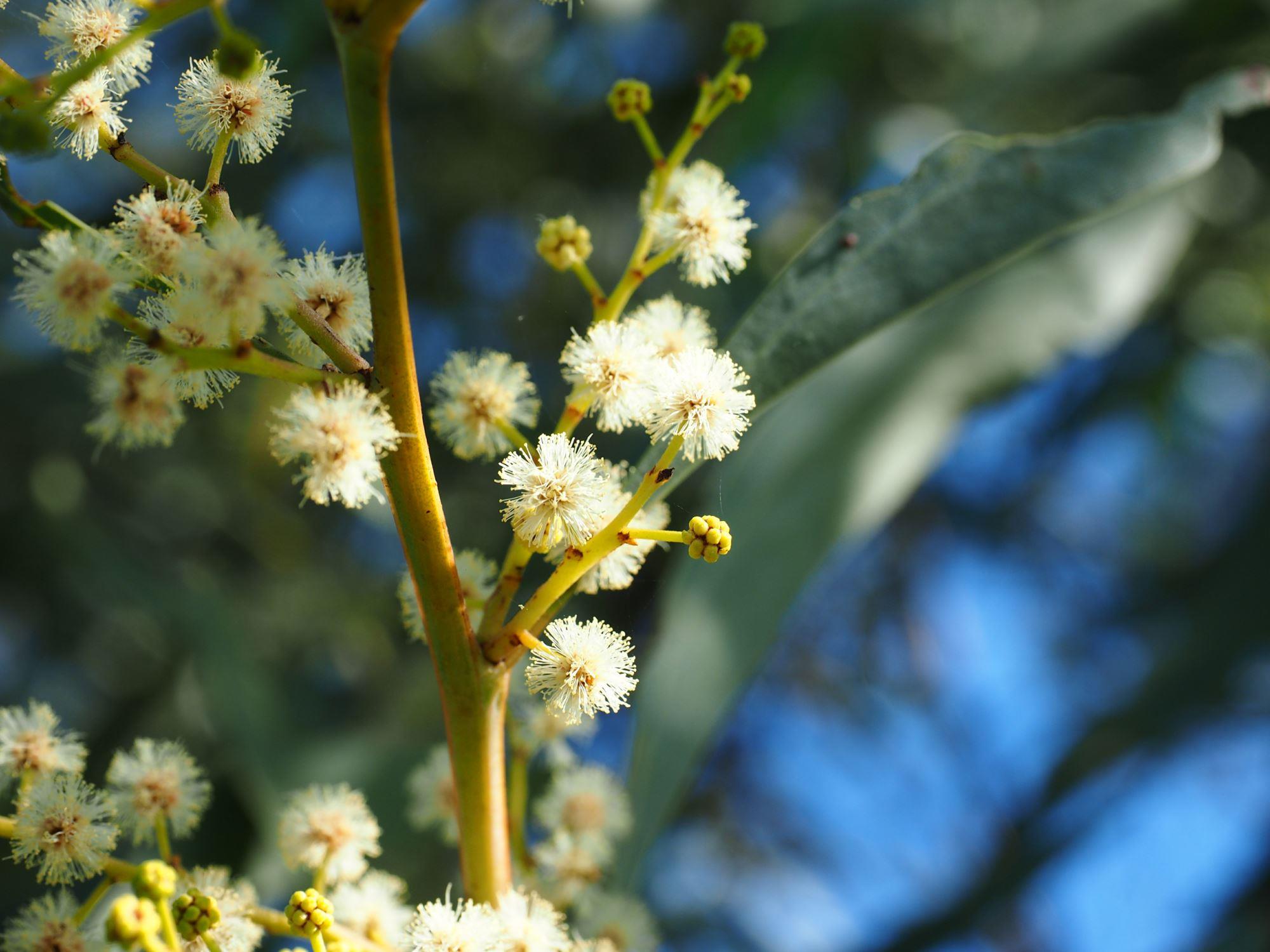 Acacia falcata: flower close up