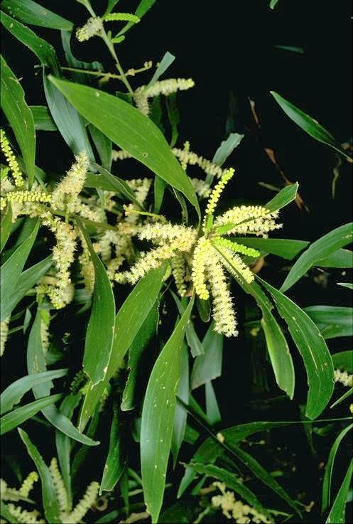 Acacia maidenii: flowers