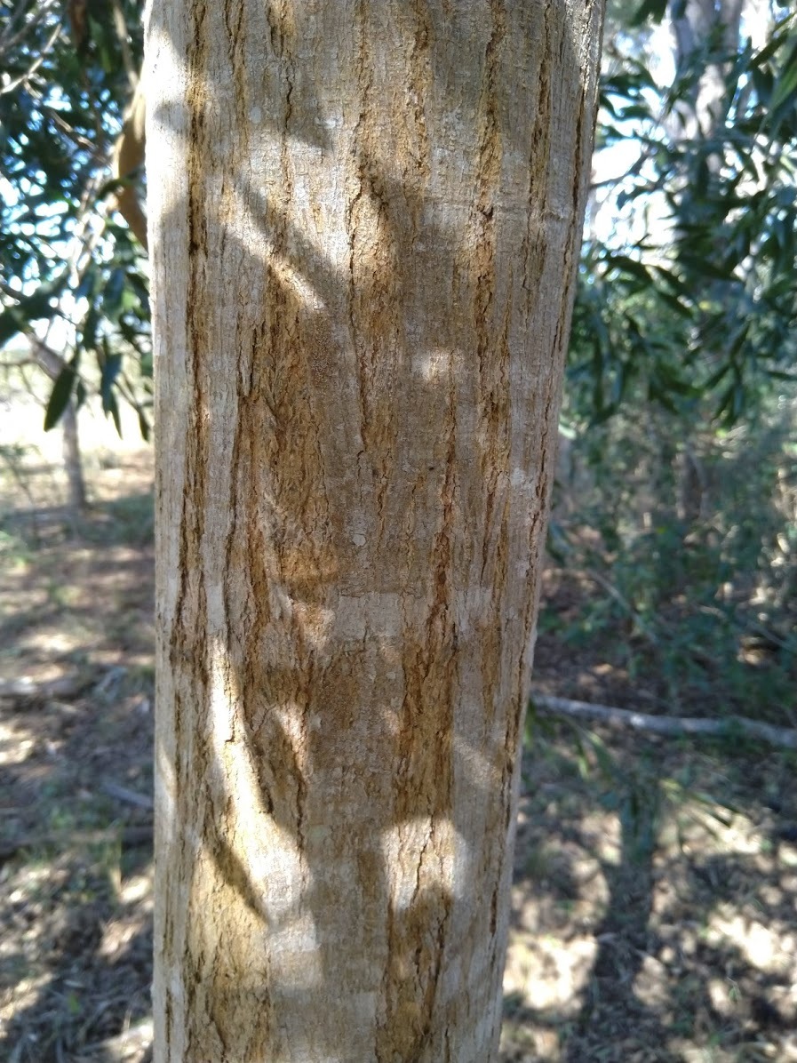 Acacia maidenii: trunk and bark