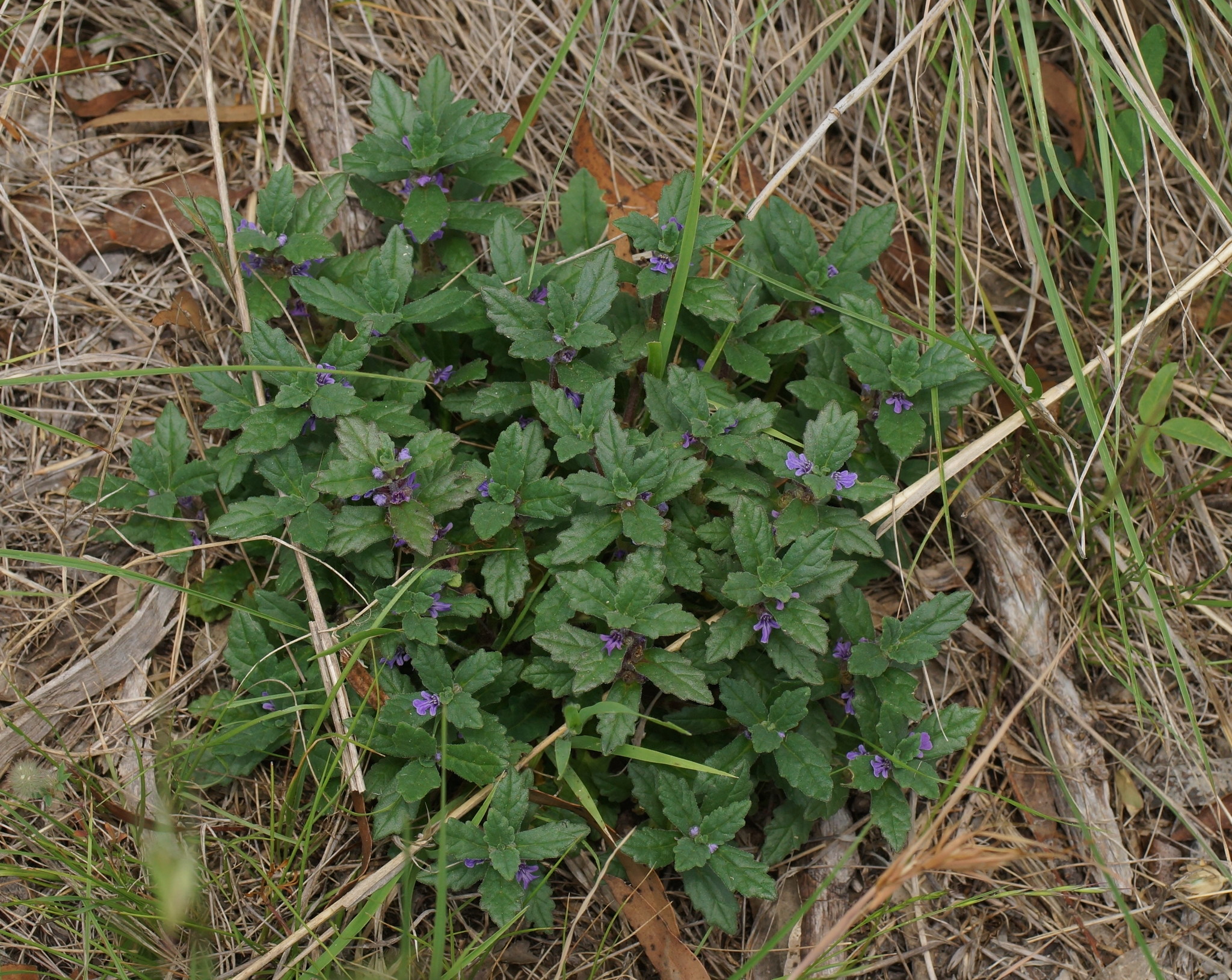 Ajuga australis: whole plant