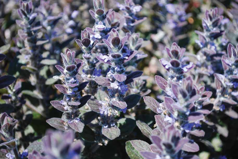 Ajuga australis: close up of flowers