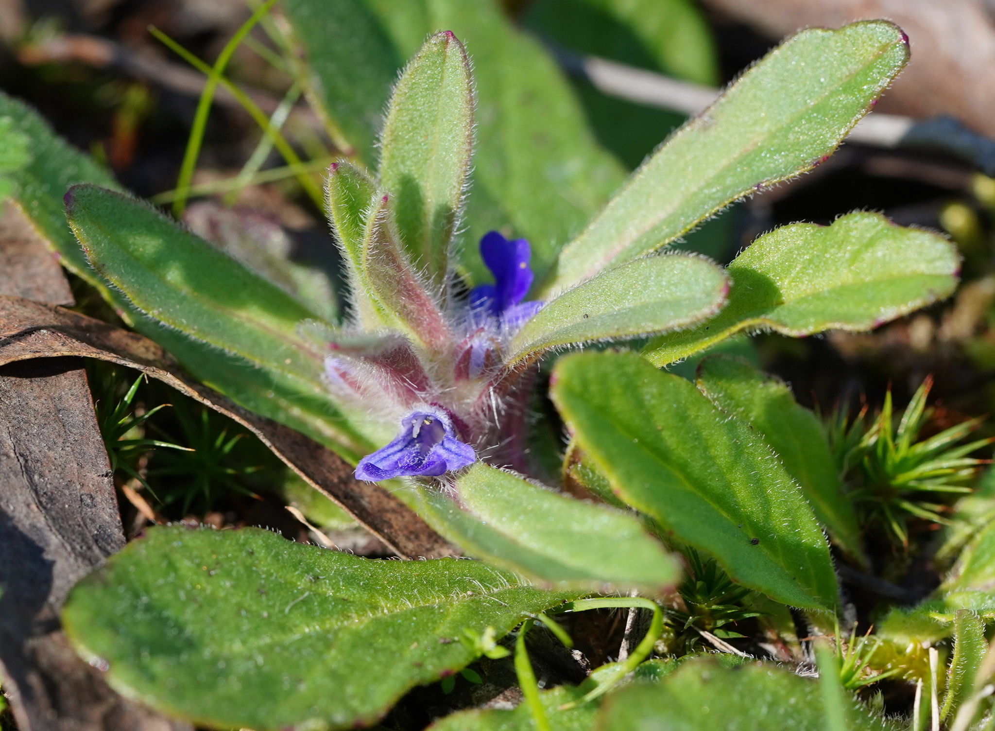 Ajuga australis: close up of leaves