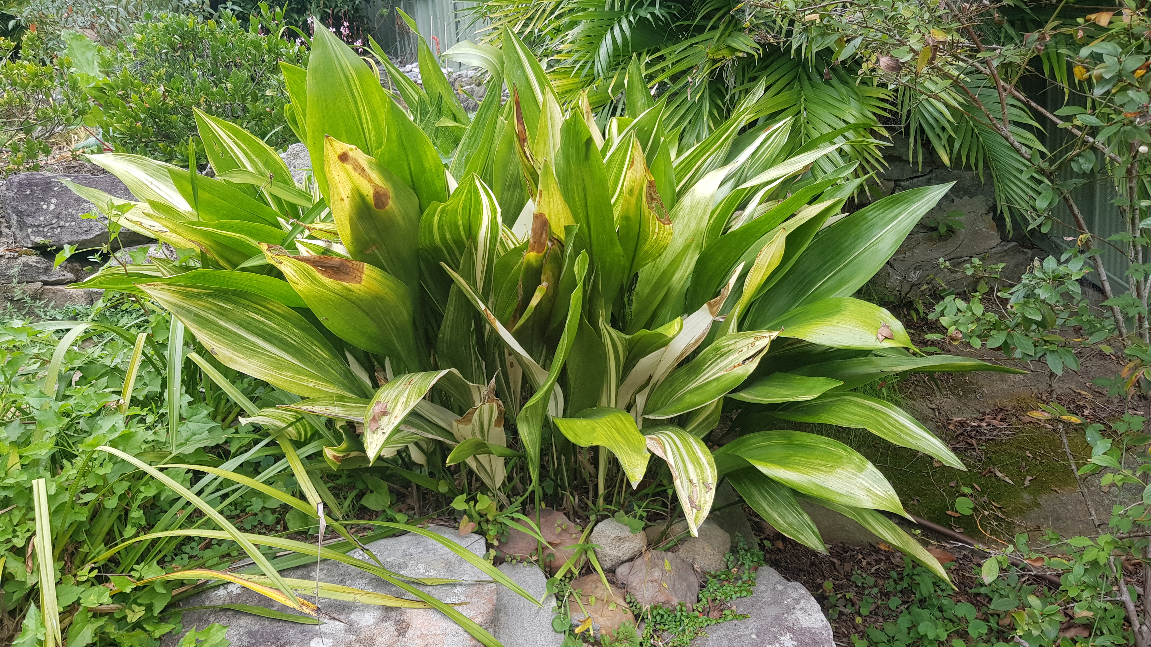 Aspidistra elatior: whole plant