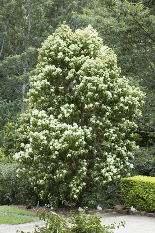 Backhousia citriodora: whole tree in flower