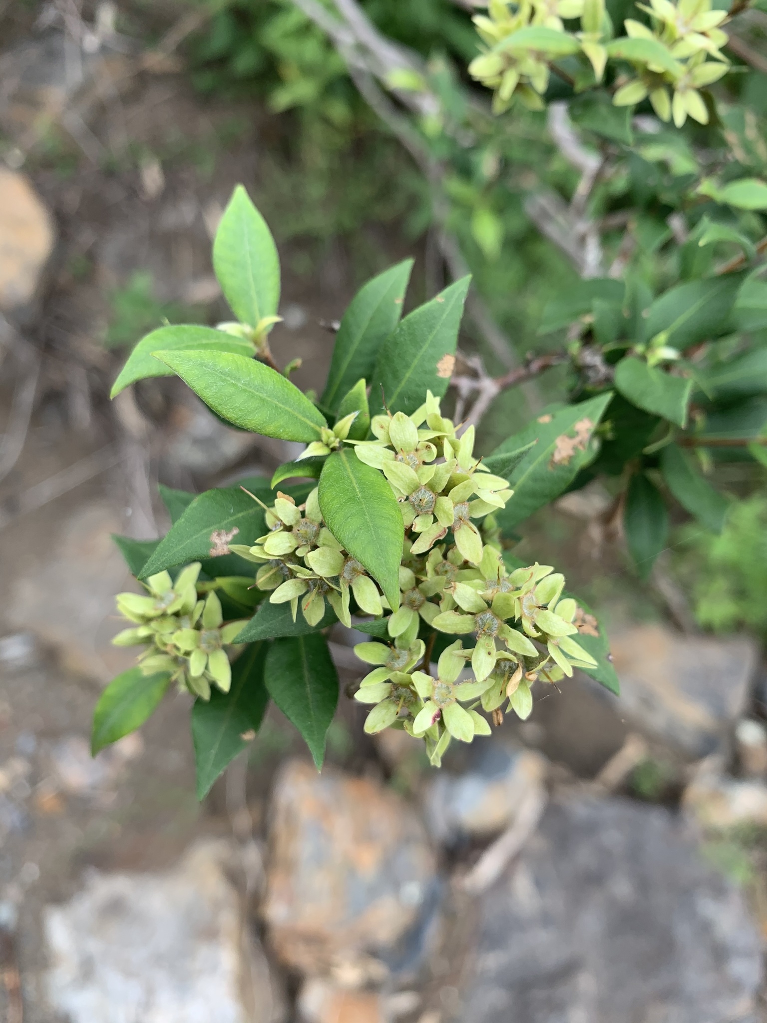 Backhousia myrtifolia: fertilised flowers