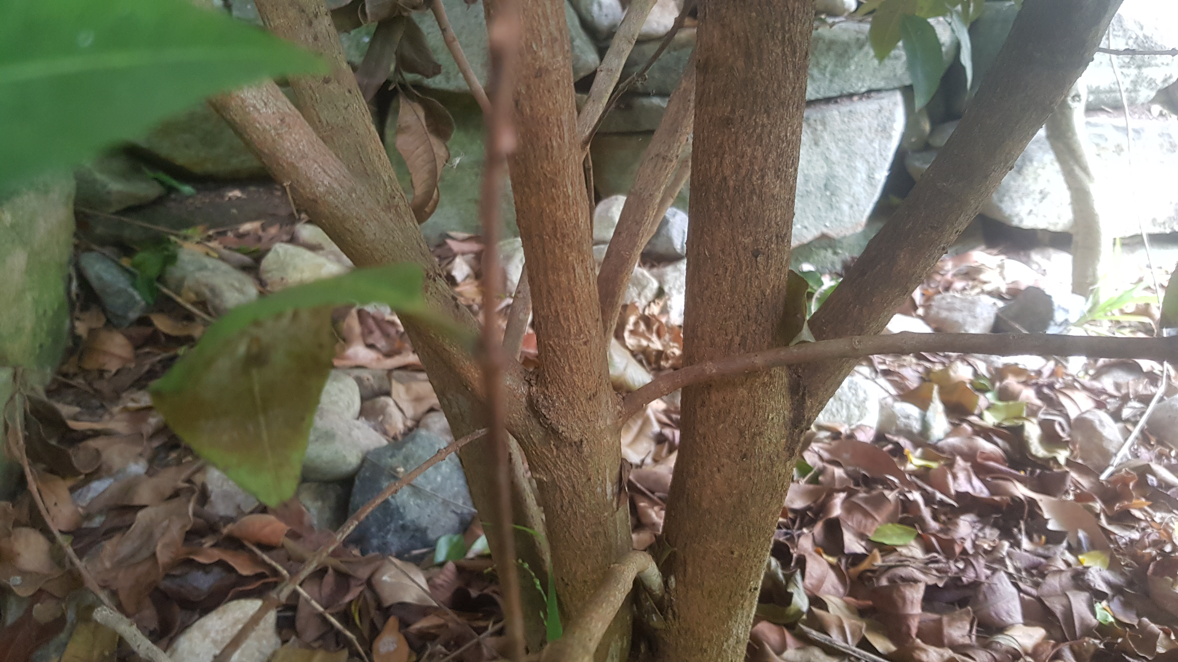 Backhousia myrtifolia: bark on trunk of plant