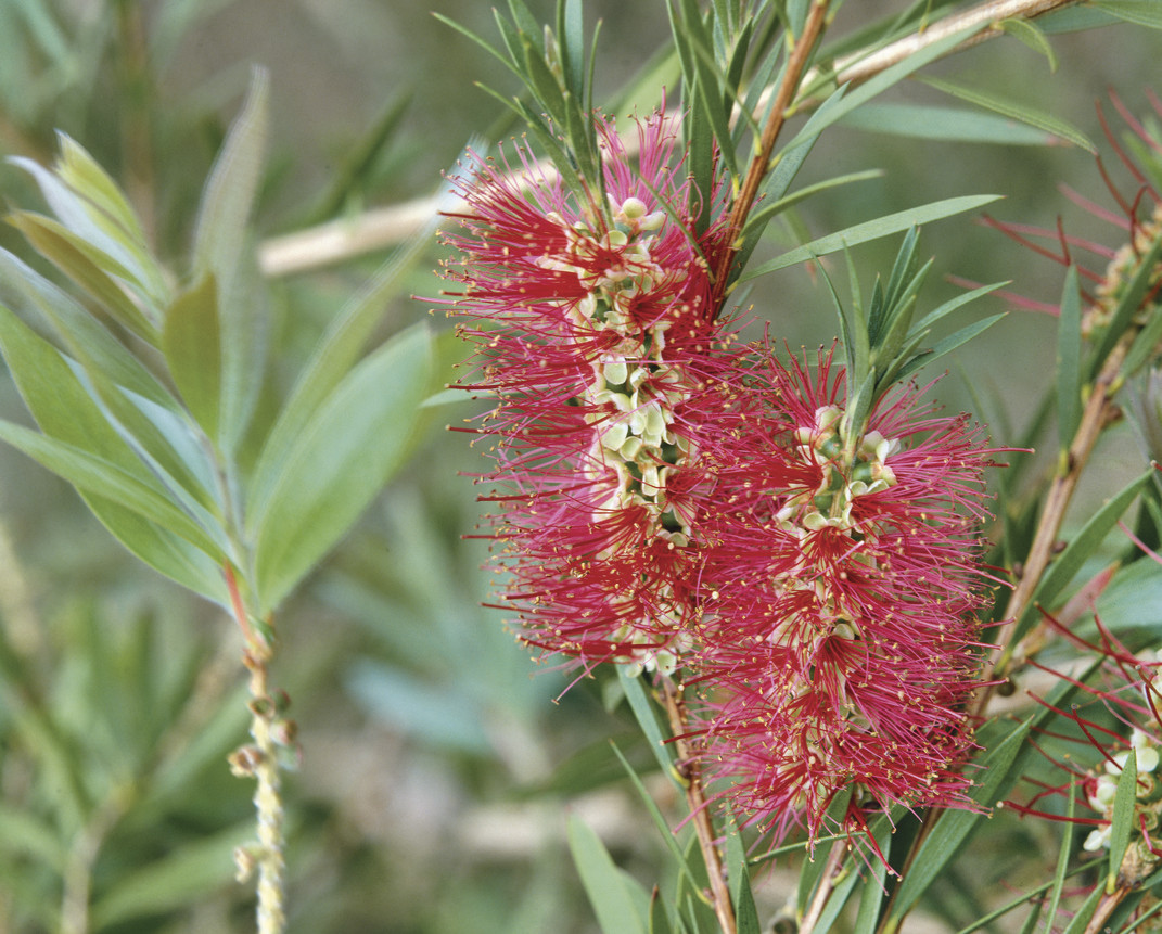 Callistemon citrinus: close up of inflorescences