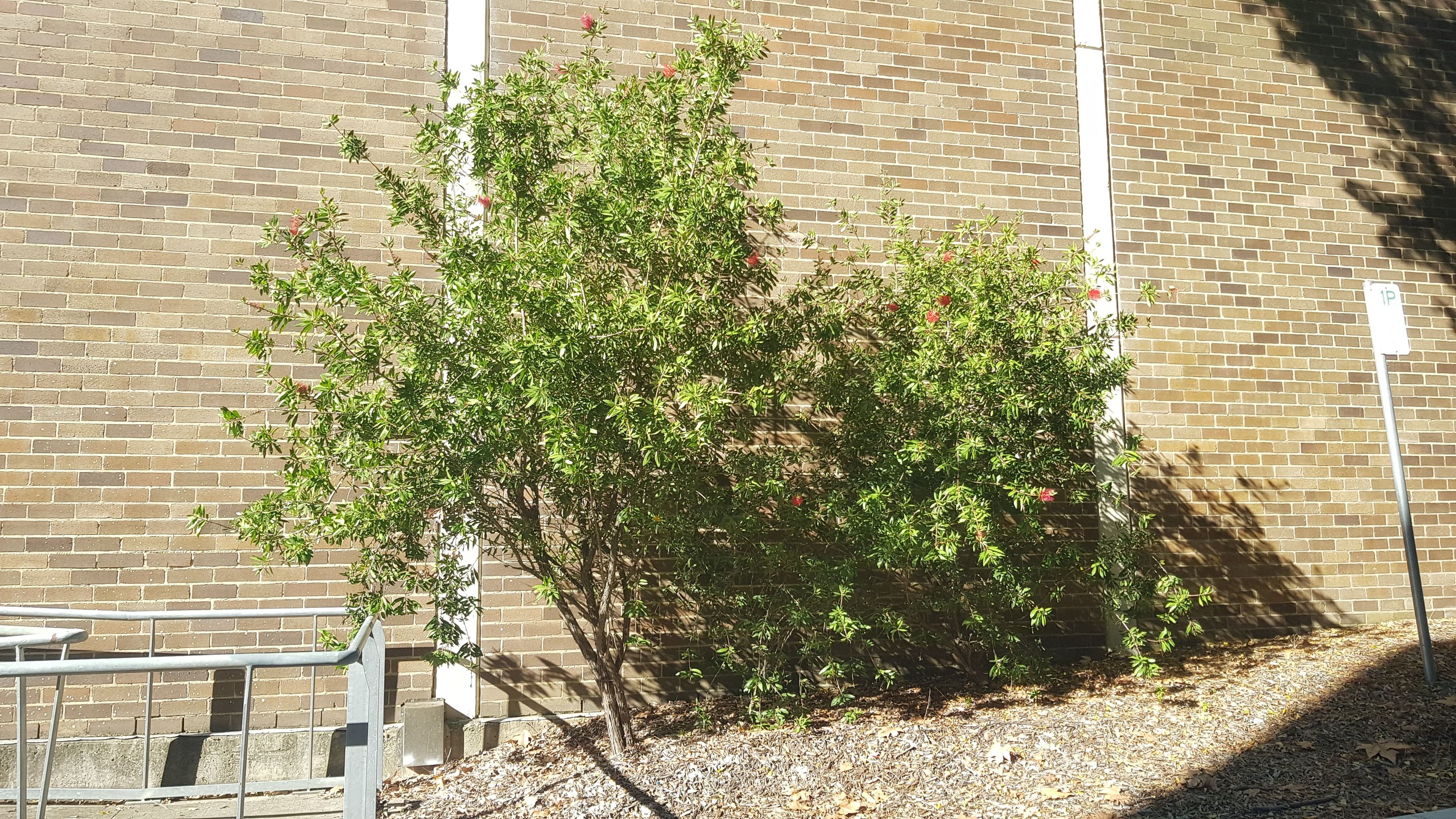 Callistemon citrinus Endeavour: