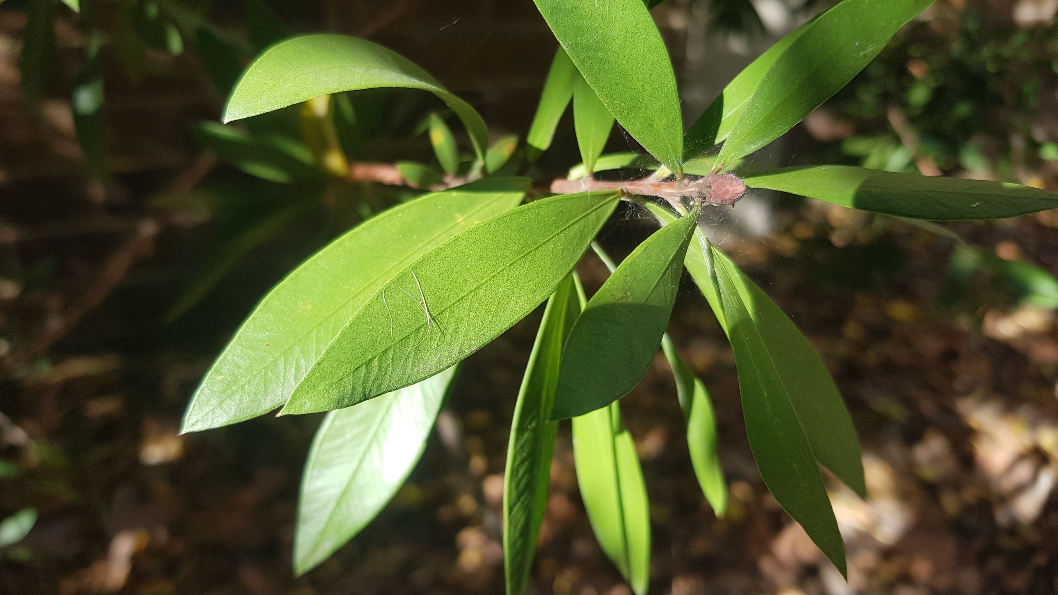Callistemon citrinus Endeavour: