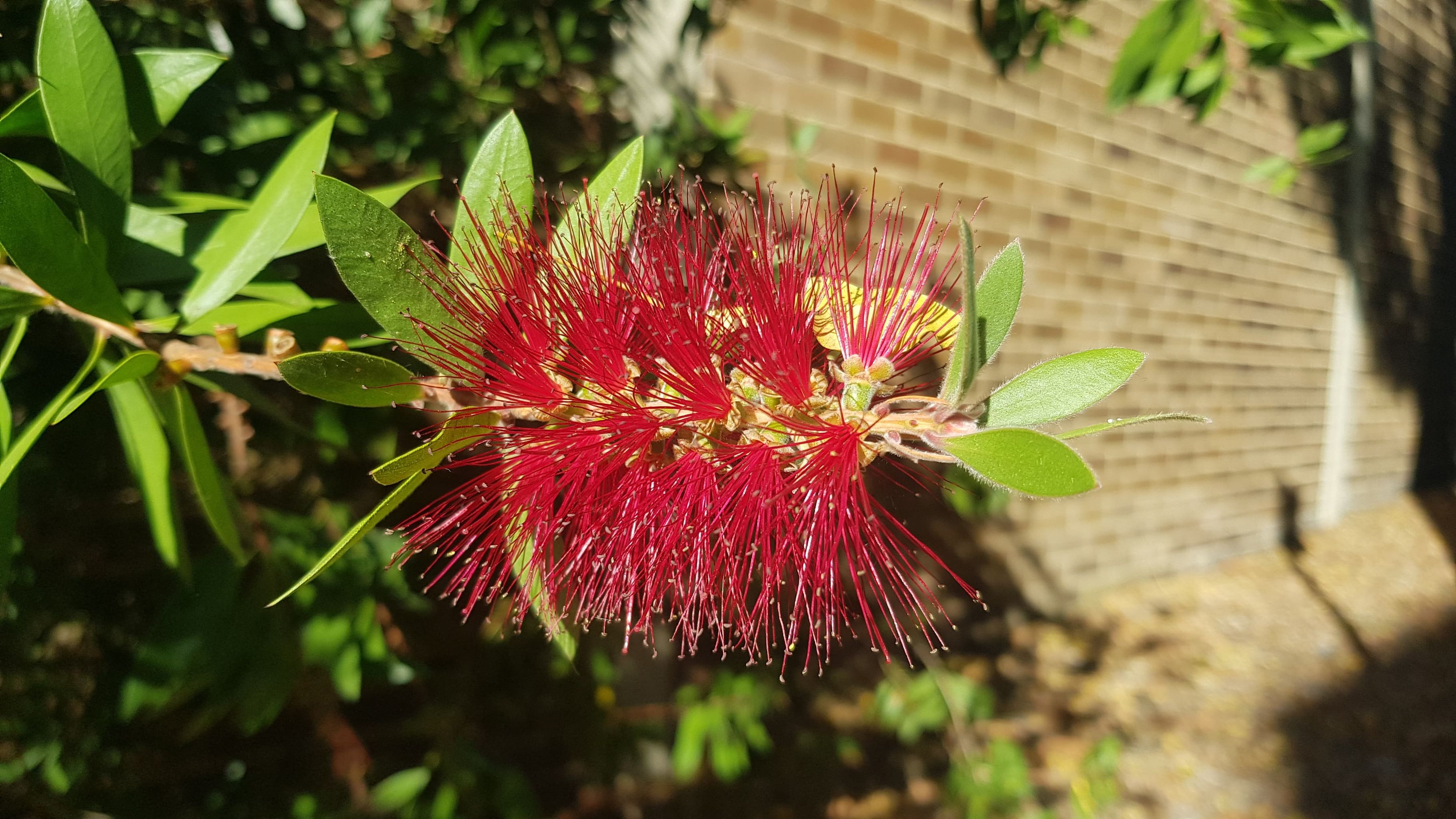 Callistemon citrinus Endeavour: