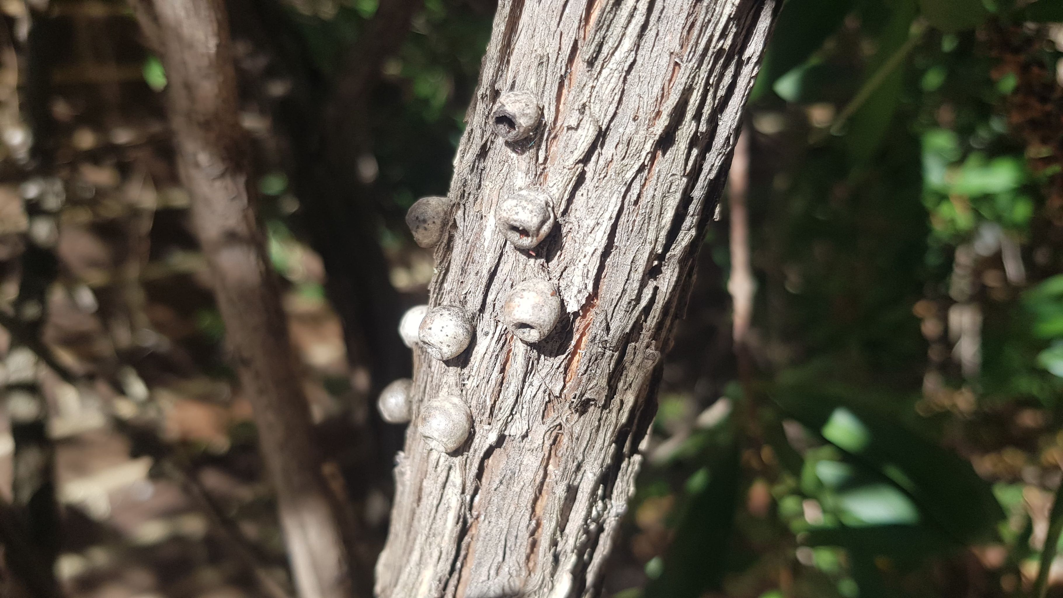 Callistemon citrinus Endeavour:
