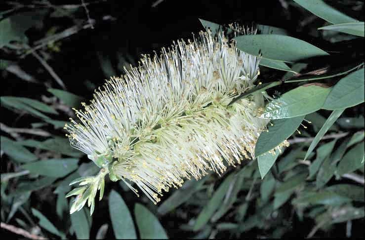 Callistemon citrinus White Anzac:
