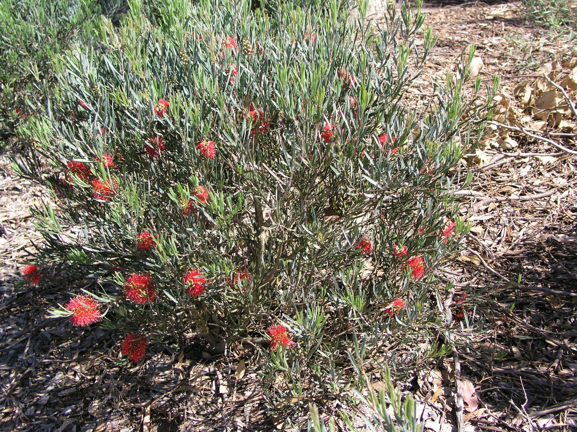 Callistemon phoeniceus: whole shrub in flower