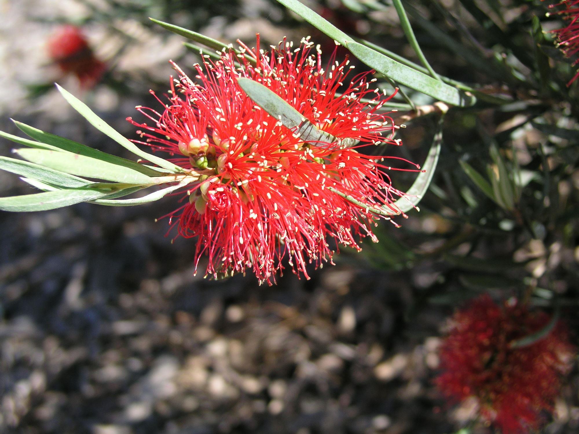 Callistemon phoeniceus: flower close up