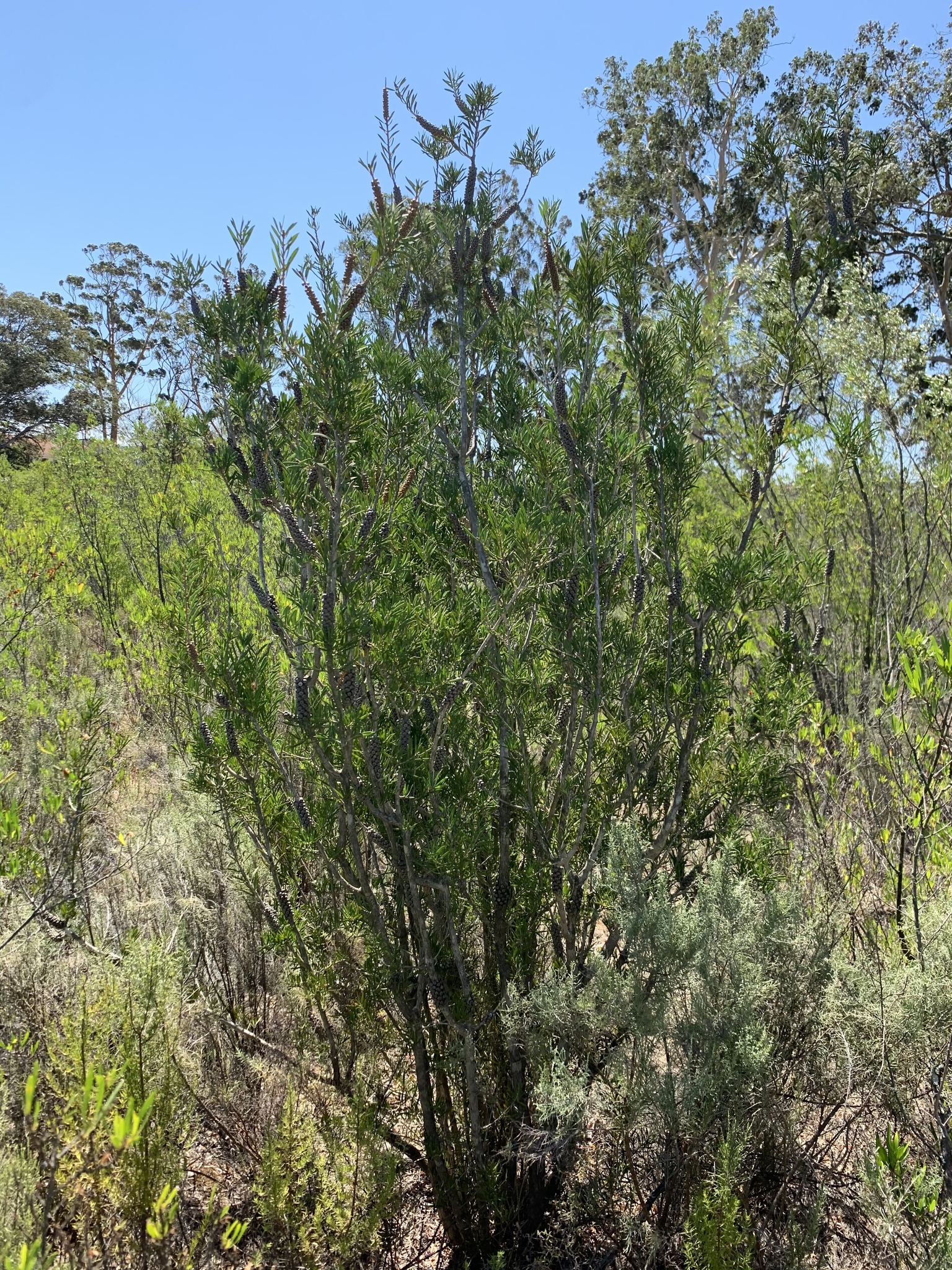 Callistemon rugulosus: whole plant