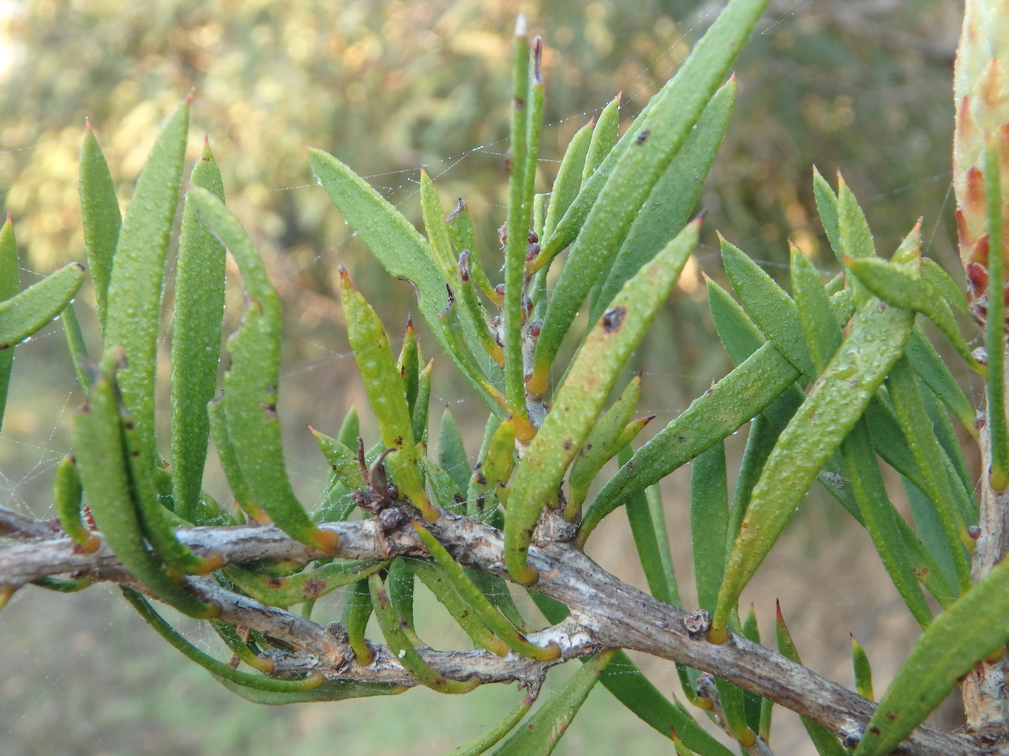 Callistemon rugulosus: leaves