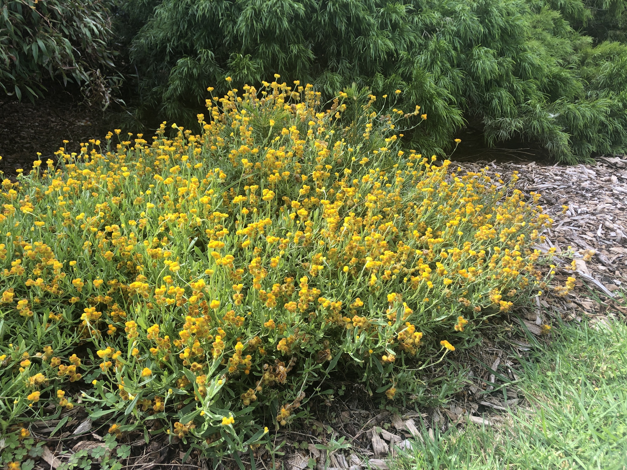 Chrysocephalum apiculatum: whole plant