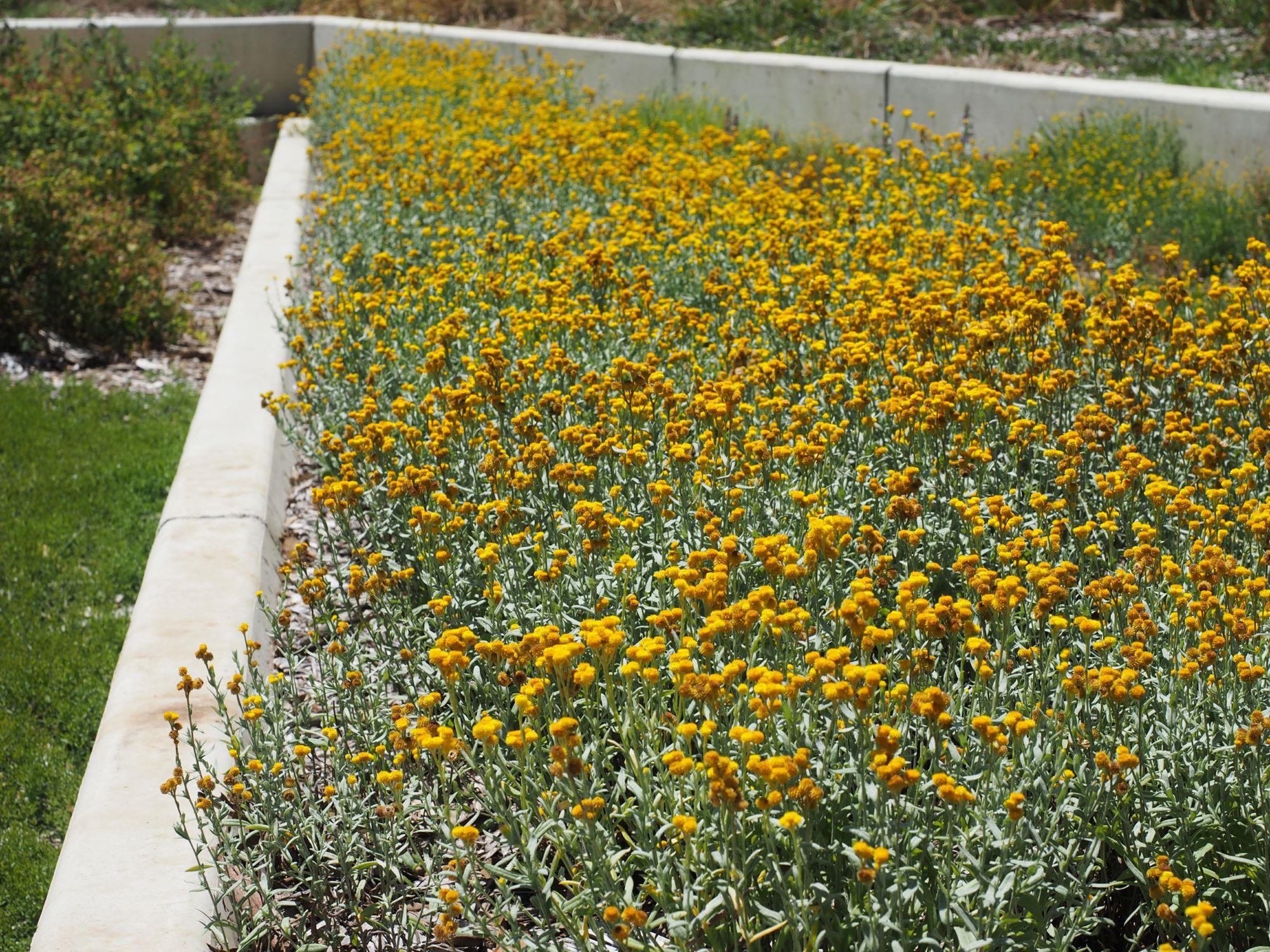 Chrysocephalum apiculatum: plants in garden bed