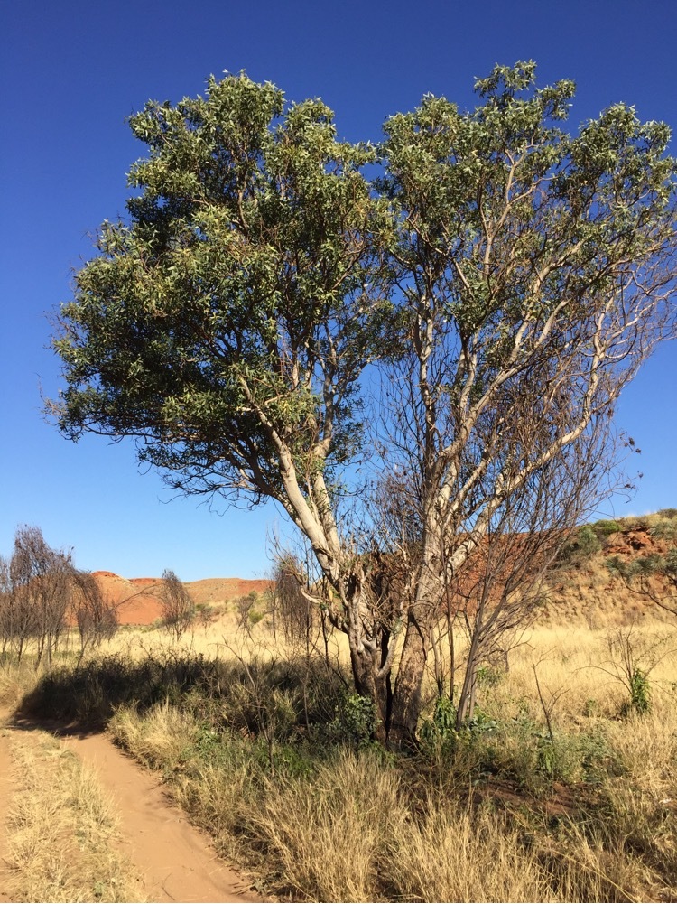 Erythrina vespertilio: whole plant