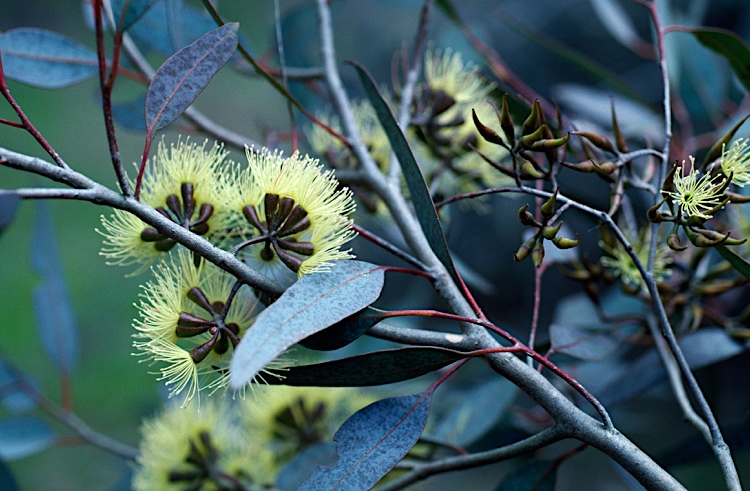 Eucalyptus gardneri: flowers and leaves side view