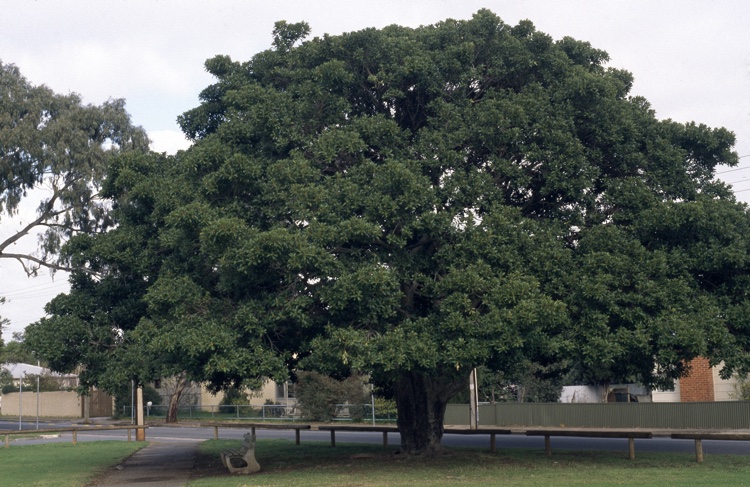 Ficus platypoda: whole tree in park