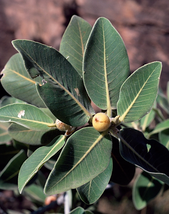 Ficus platypoda: leaves