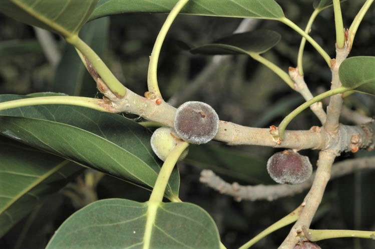 Ficus platypoda: fruit