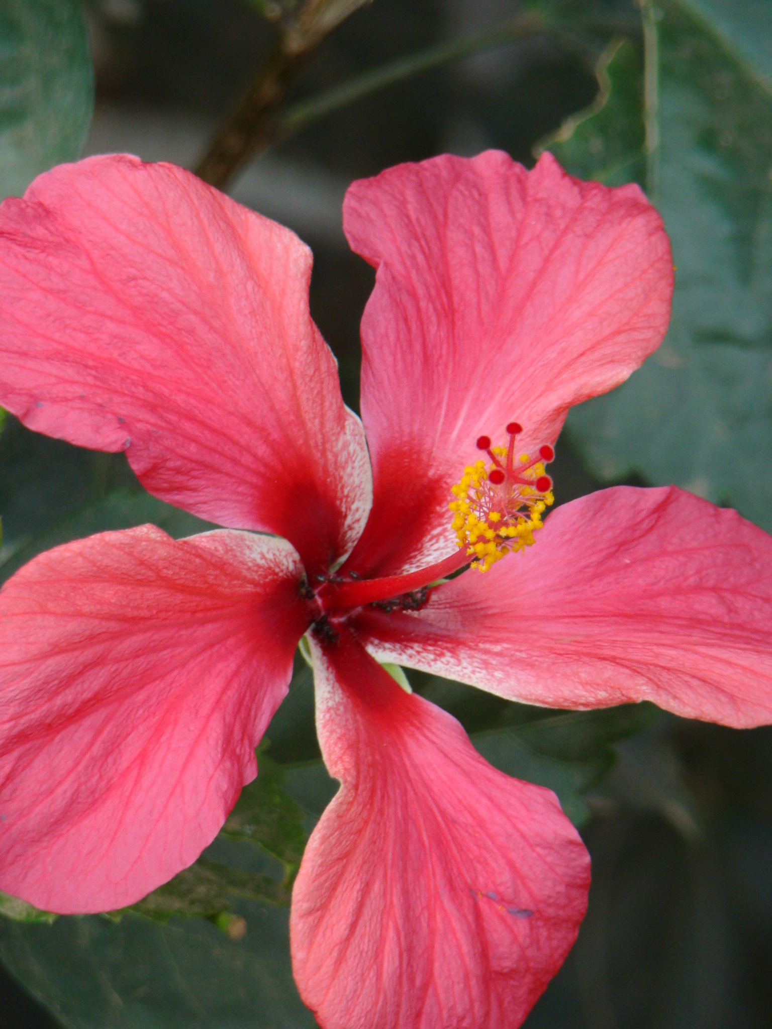Hibiscus rosa-sinensis: closeup leaves