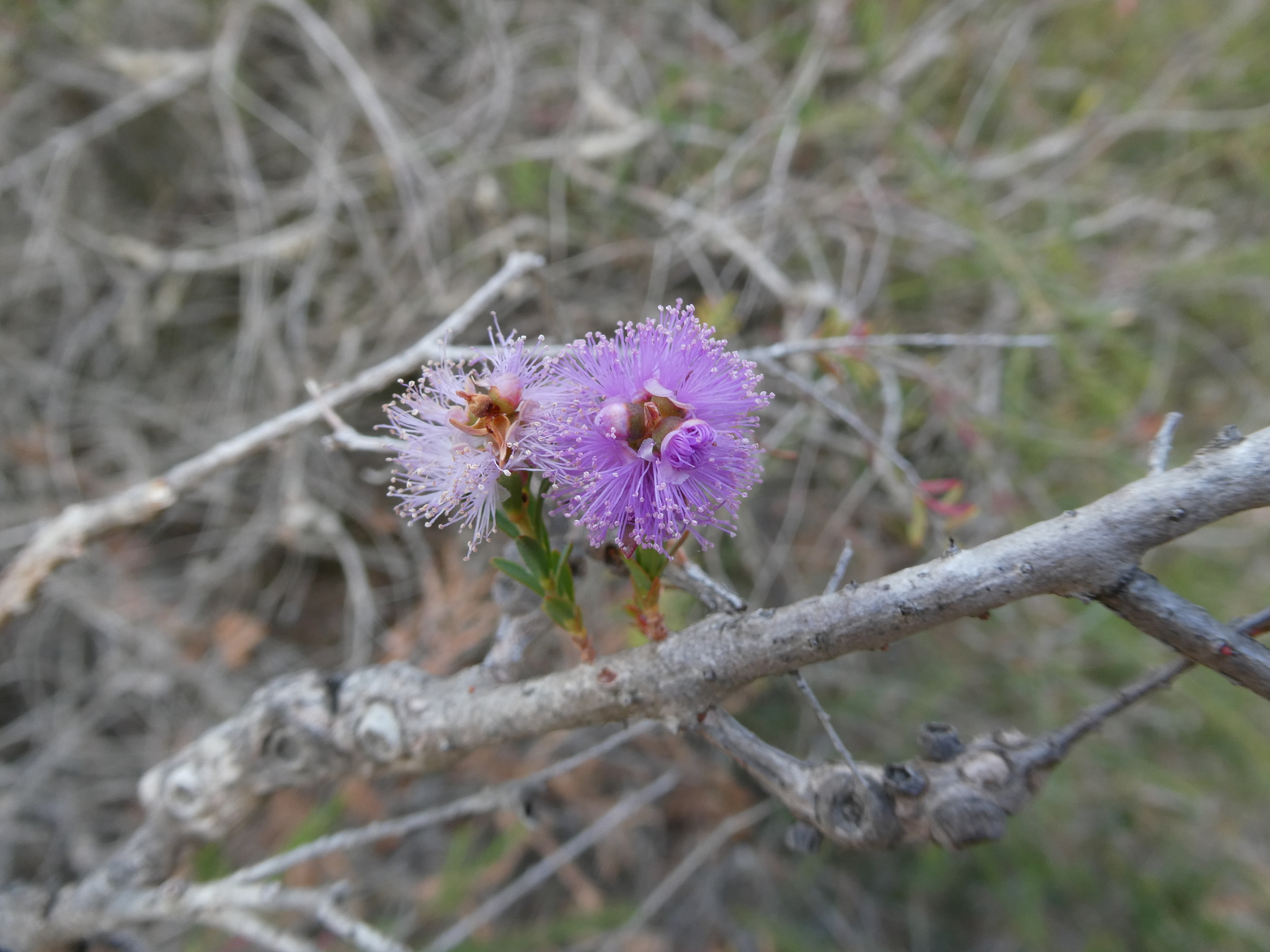 Melaleuca decussata: close-up of bark and flowers