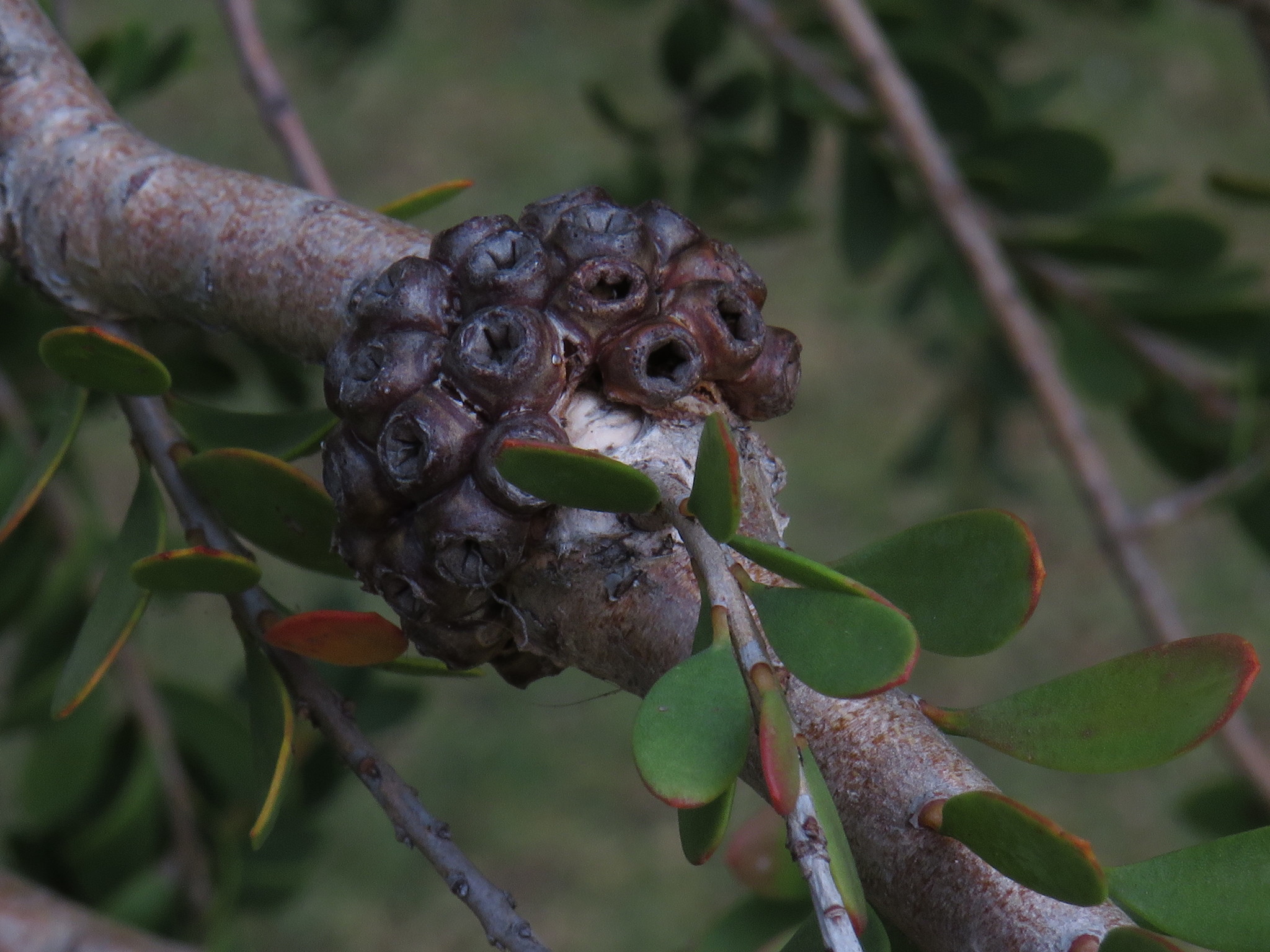 Melaleuca nesophila: leaves and fruit on stems