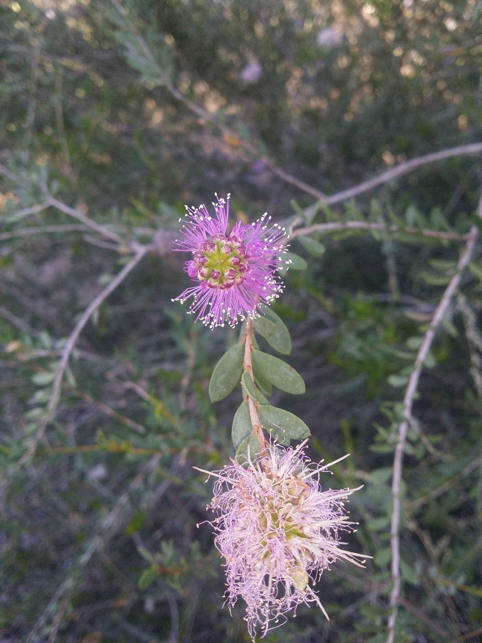 Melaleuca nesophila: flowers and leaves