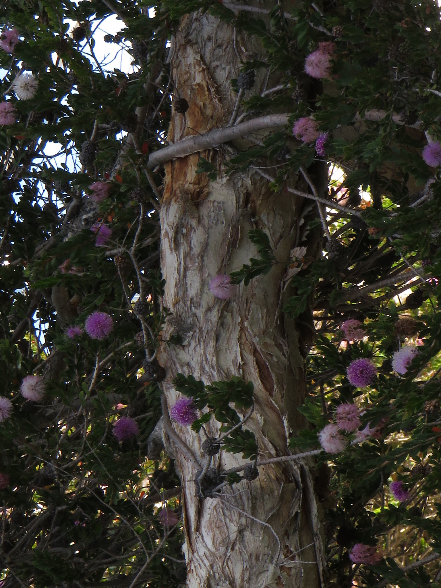 Melaleuca nesophila: bark