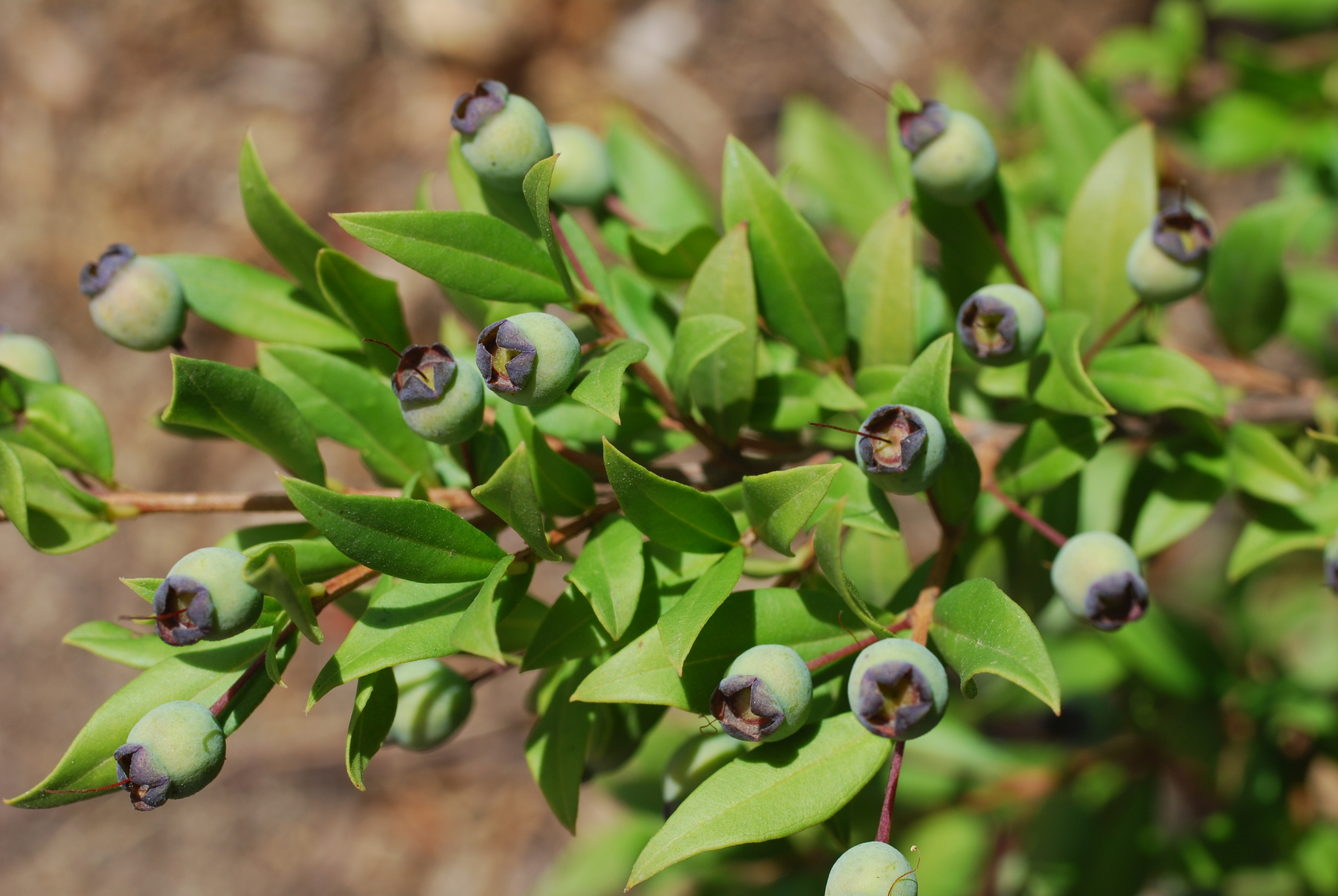 Myrtus communis Compacta: fruit