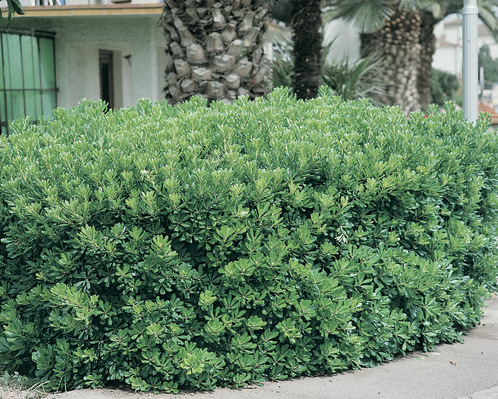 Pittosporum tobira: as hedge in front of building