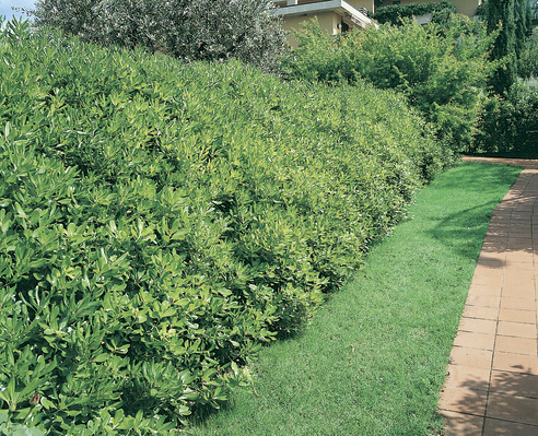 Pittosporum tobira: hedge in garden