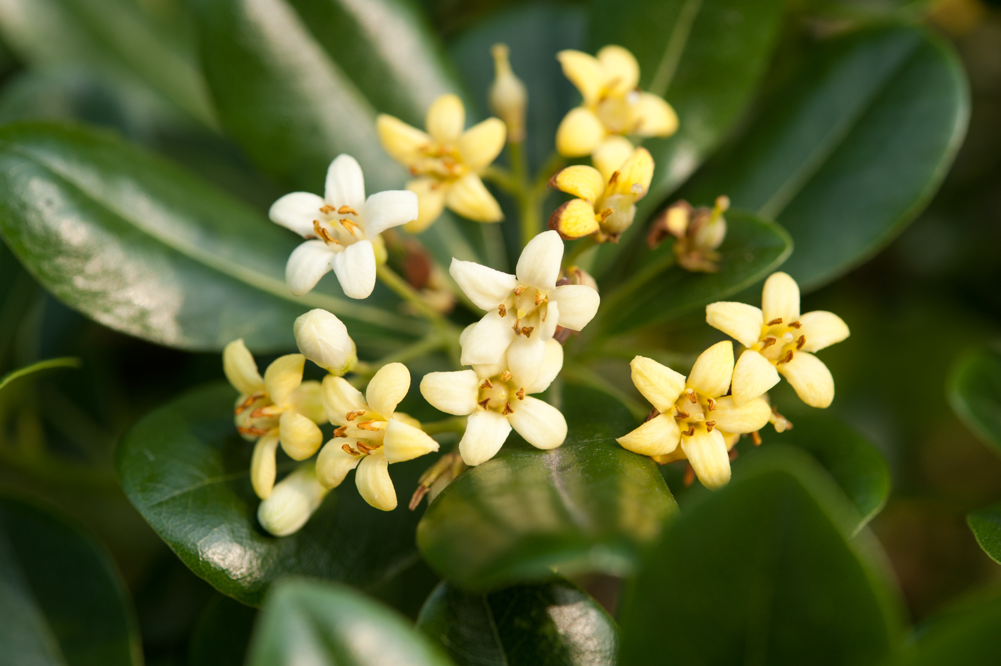 Pittosporum tobira: flowers
