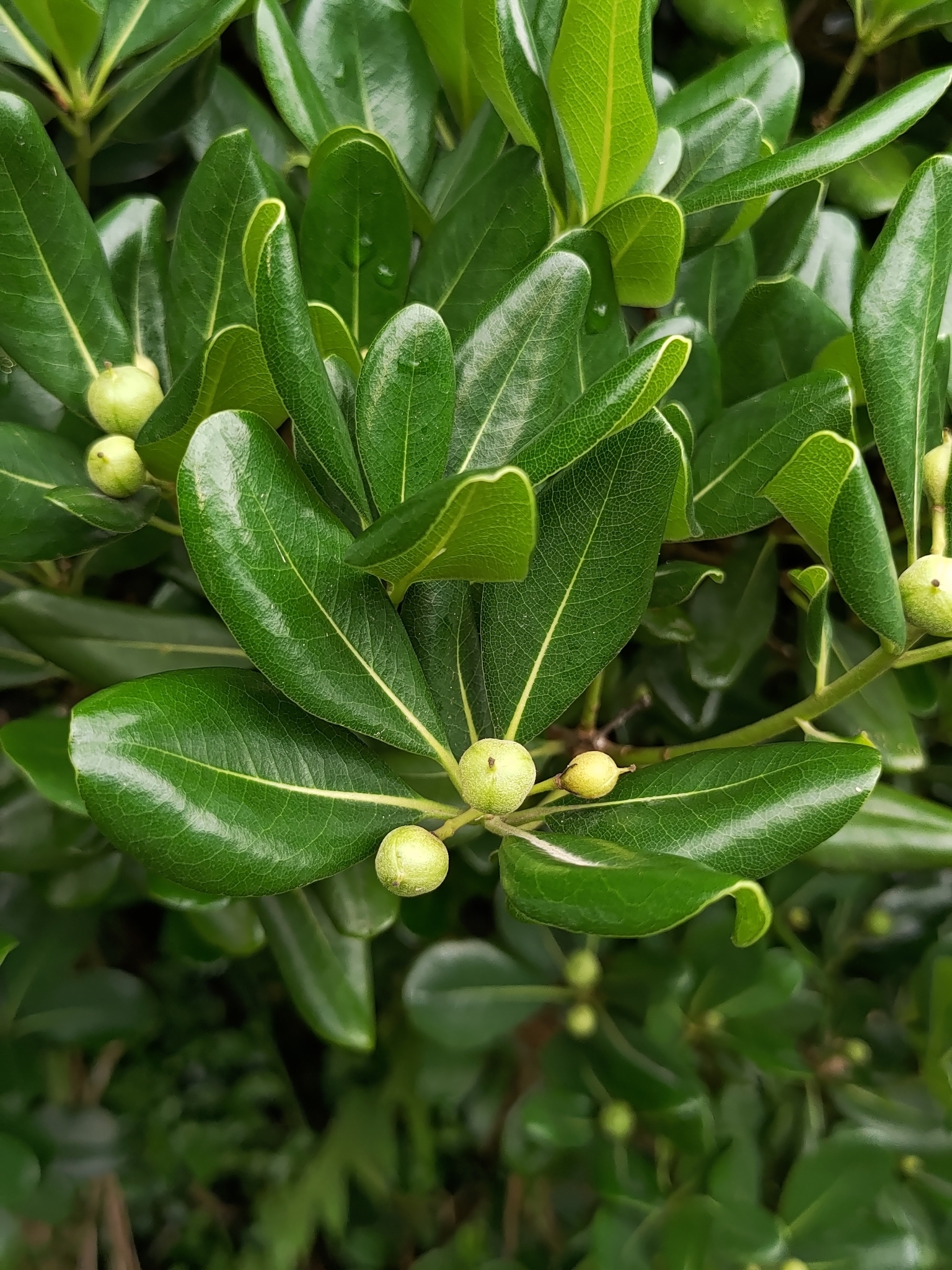 Pittosporum tobira: leaves and fruit