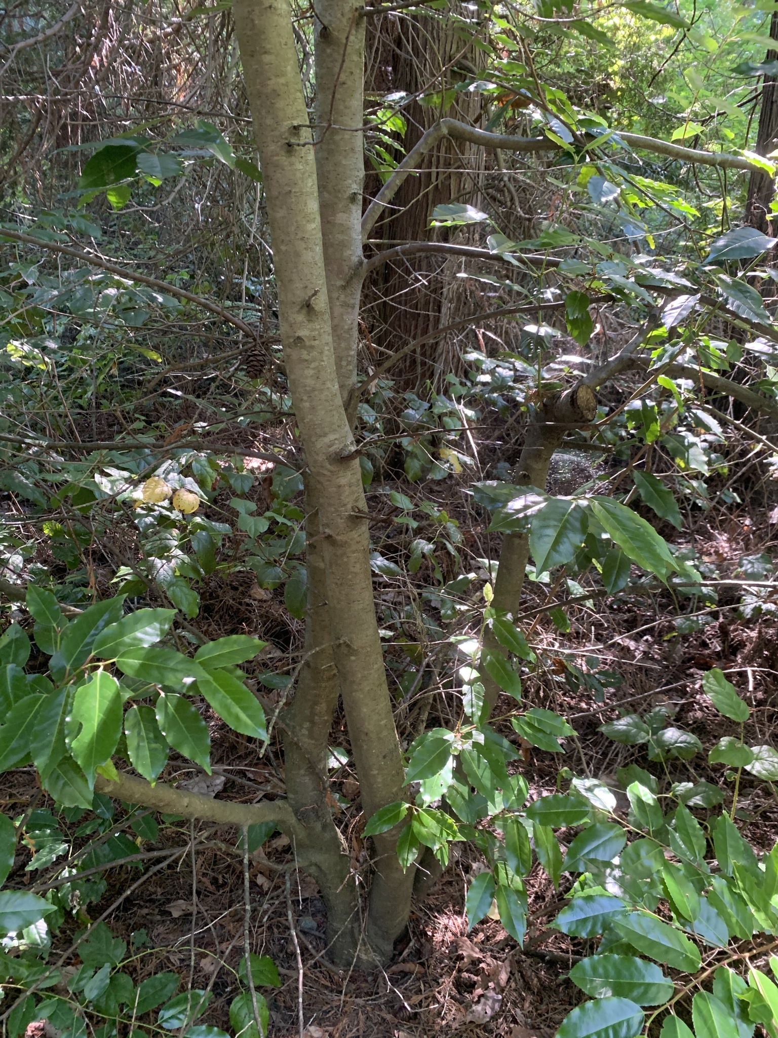 Prunus lusitanica: bark