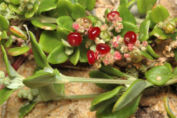 Rhagodia candolleana subsp. candolleana: fruit