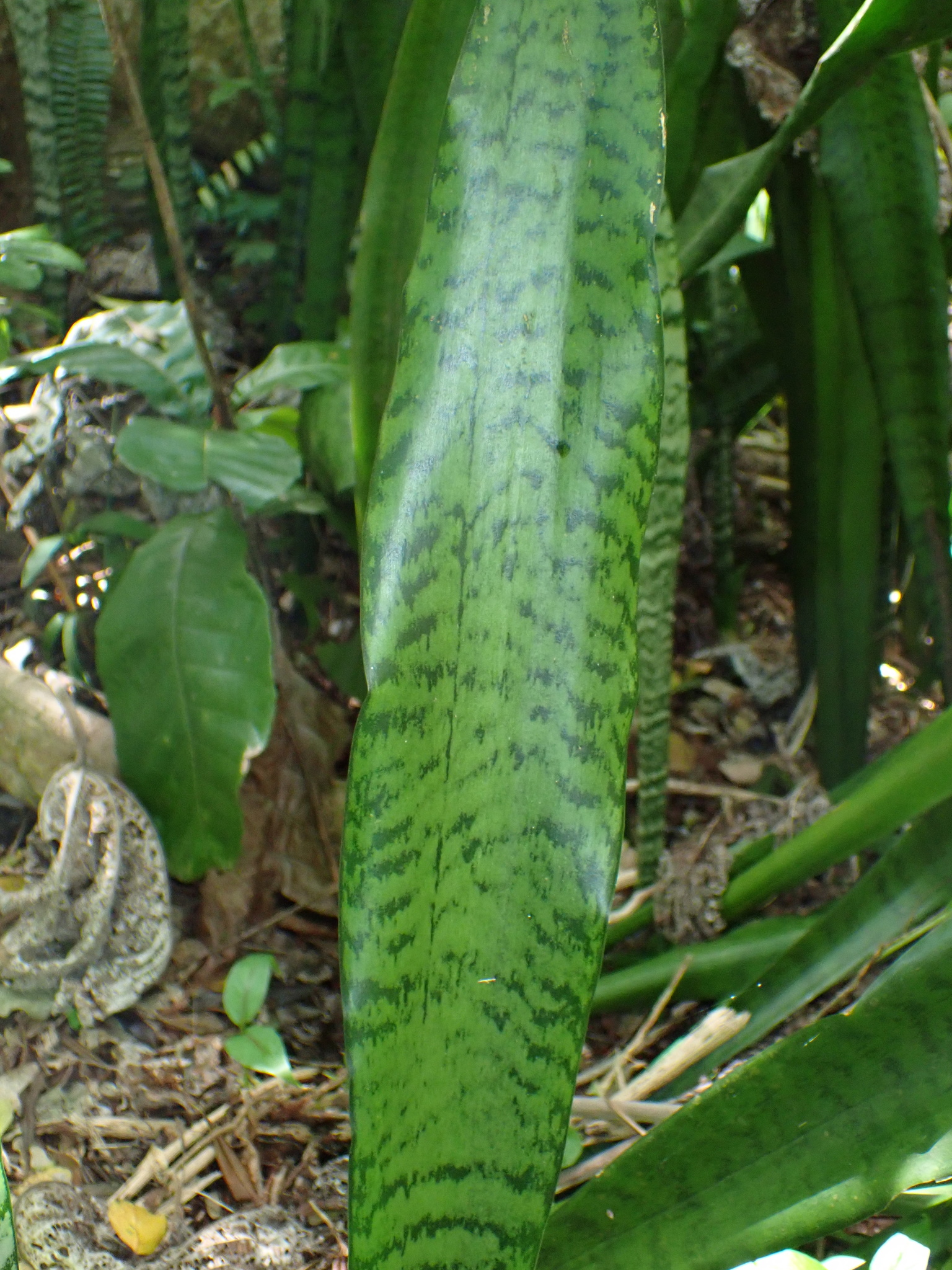 Sansevieria trifasciata | Which Plant Where