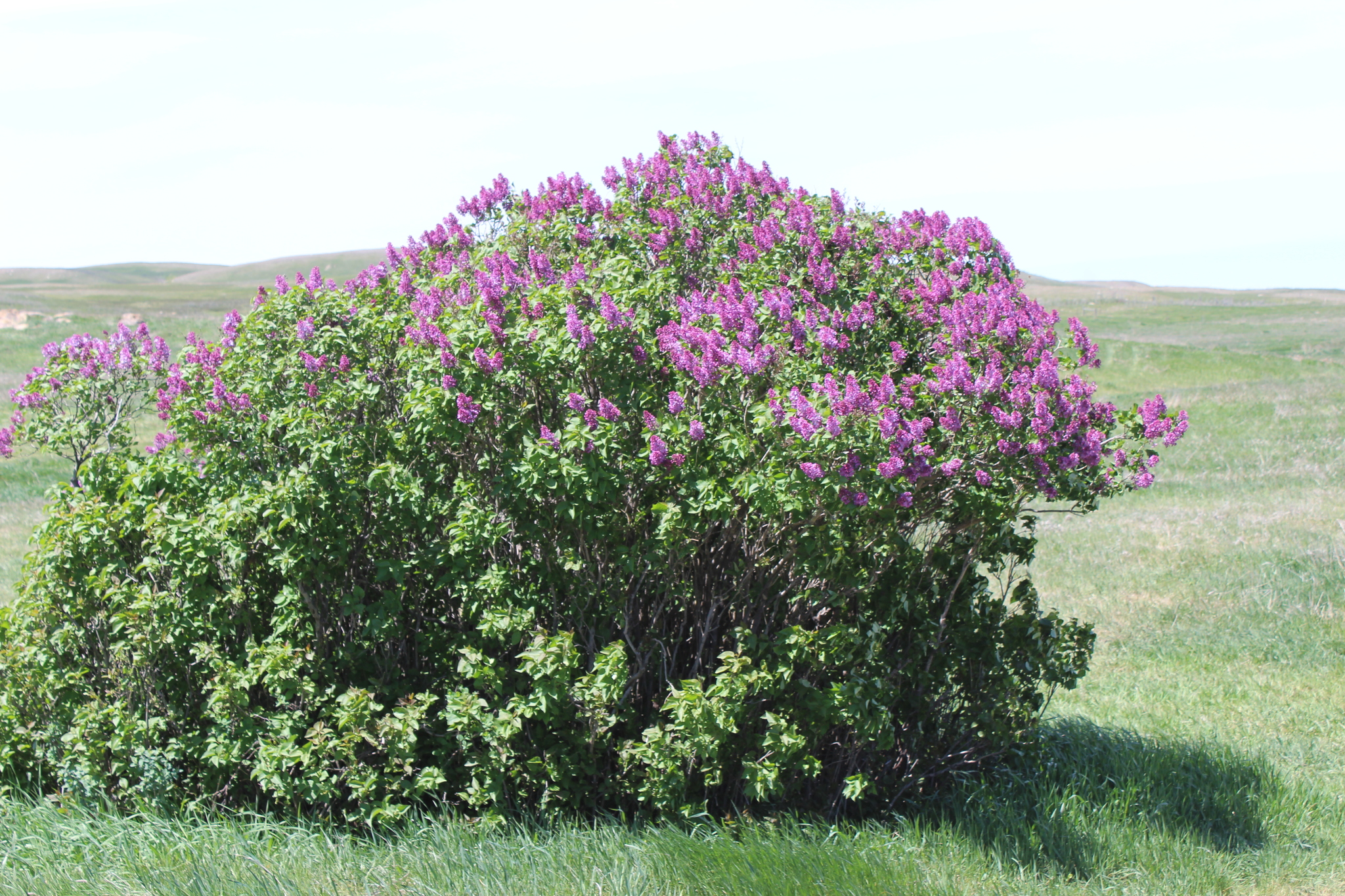 Syringa vulgaris: closeup leaves