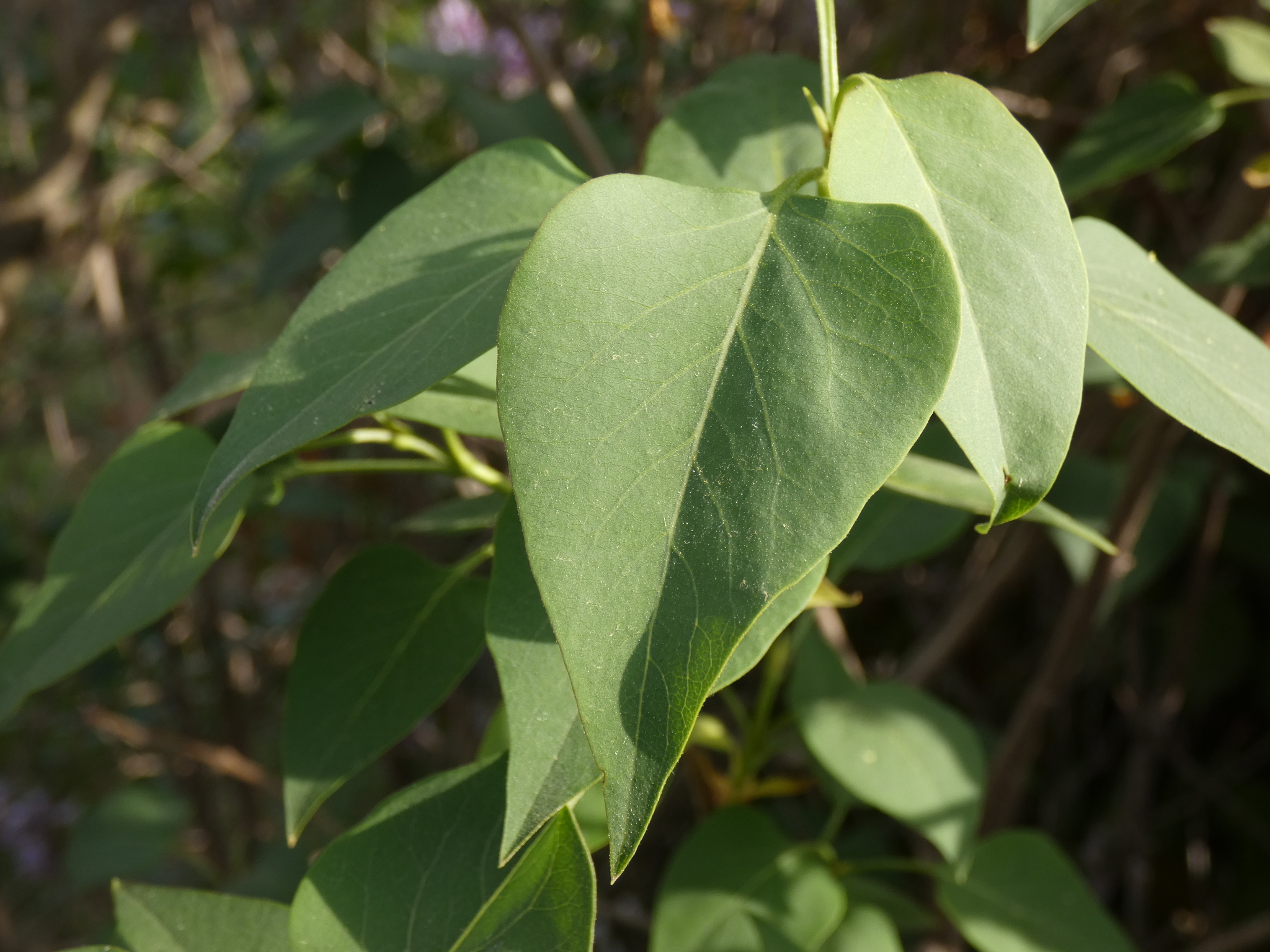 Syringa vulgaris: closeup flowers