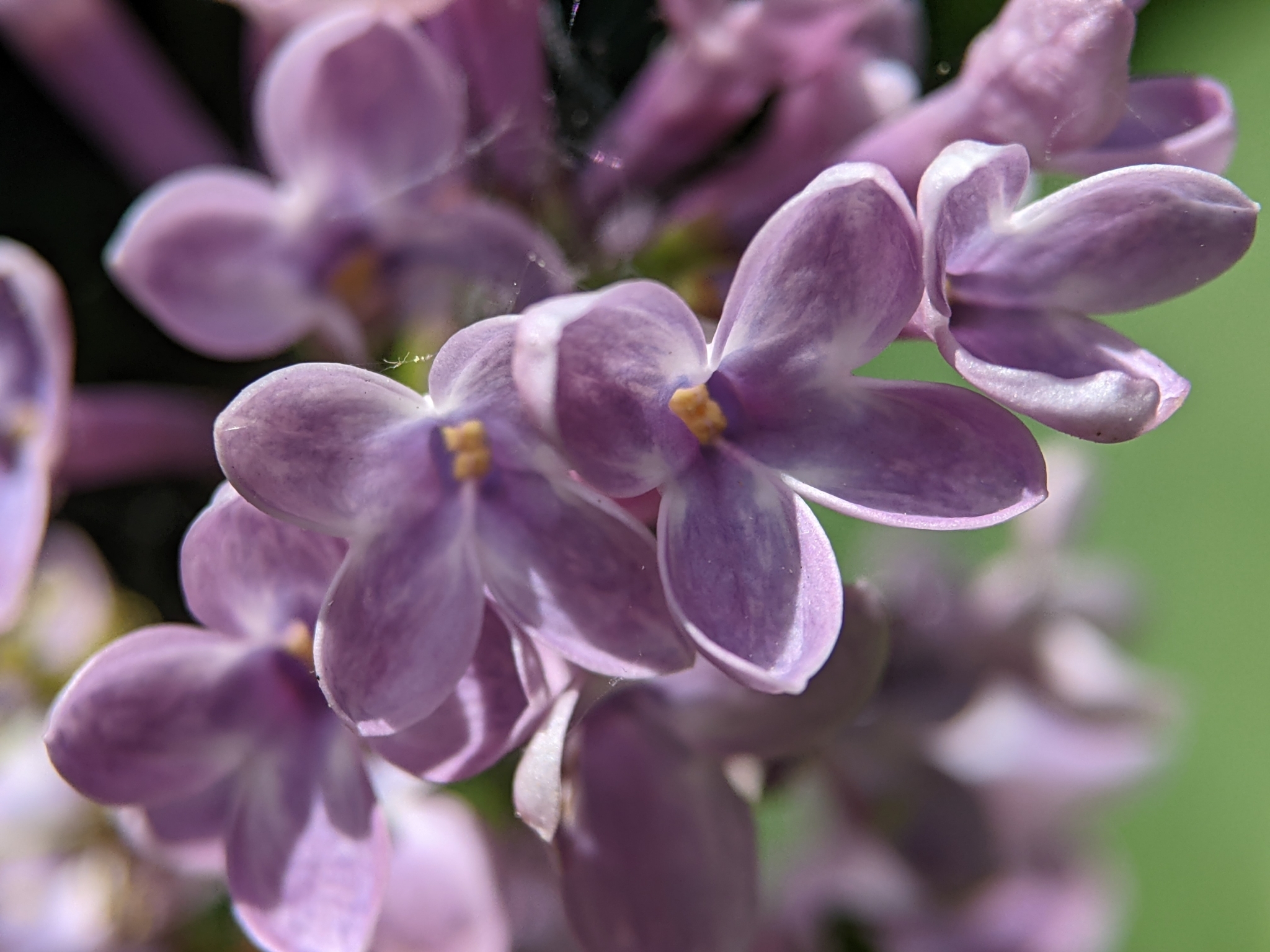 Syringa vulgaris: closeup fruit