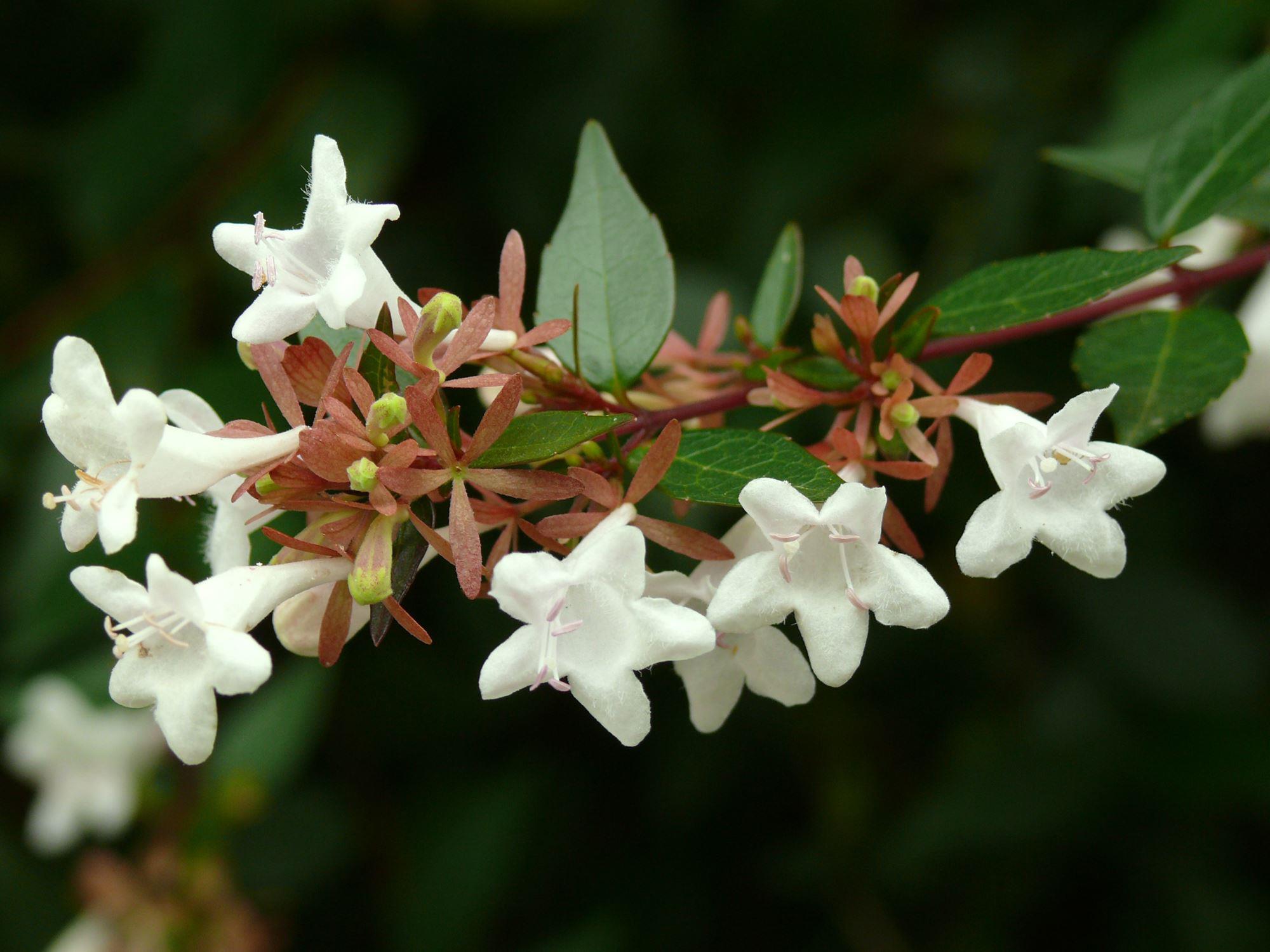 Abelia x grandiflora: flowers close up with leaves