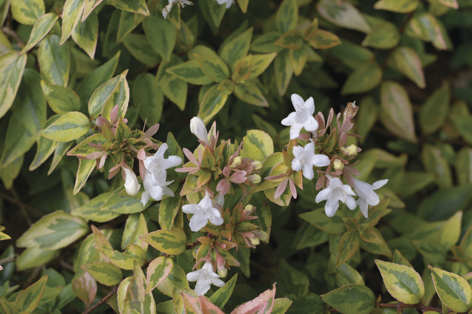Abelia x grandiflora 'Francis Mason': Close up of leaves and flowers