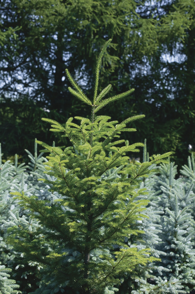 Abies balsamea: top half of plant