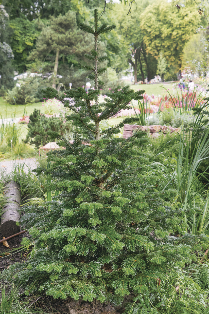 Abies balsamea: whole plant