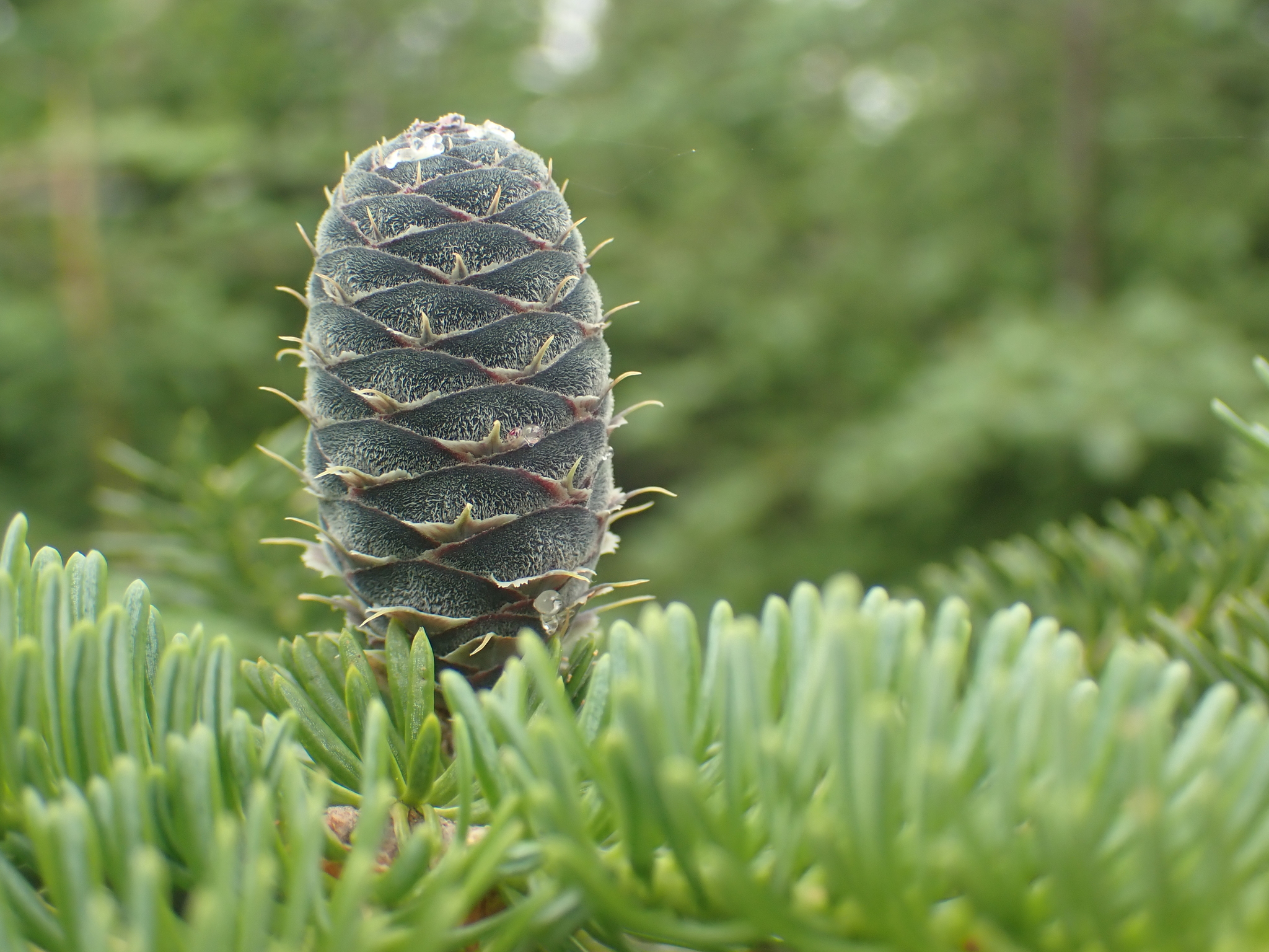 Abies balsamea: closeup fruit