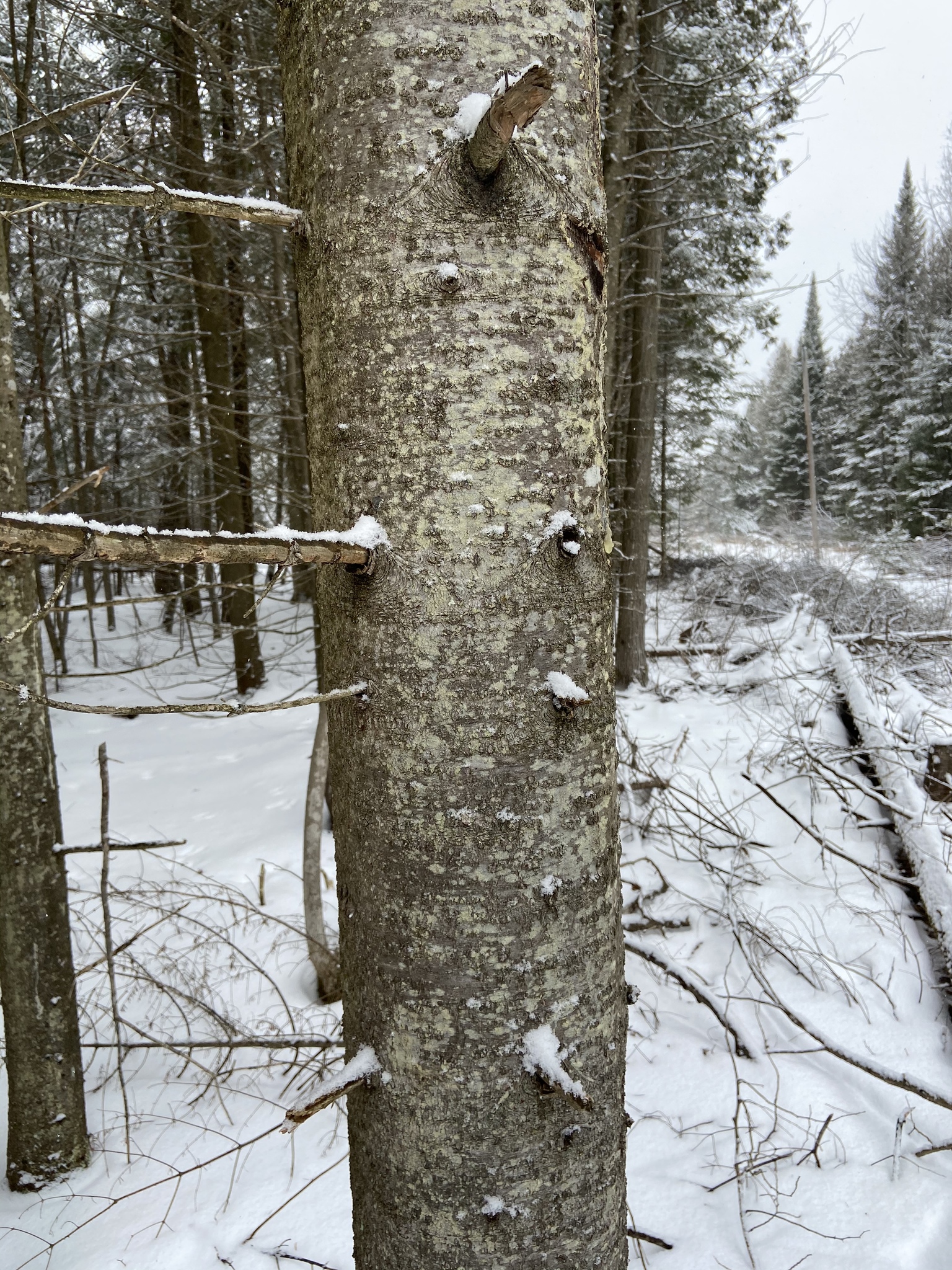 Abies balsamea: bark